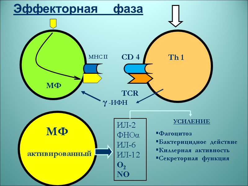Эффекторная    фаза  МФ MHC II  Th 1 CD 4